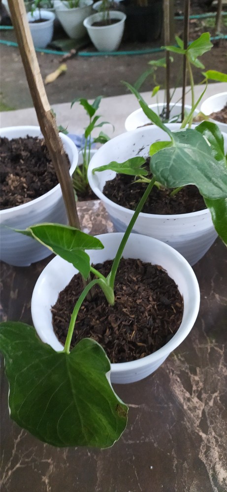 Keladi Tikus Variegata (mickey Mouse)