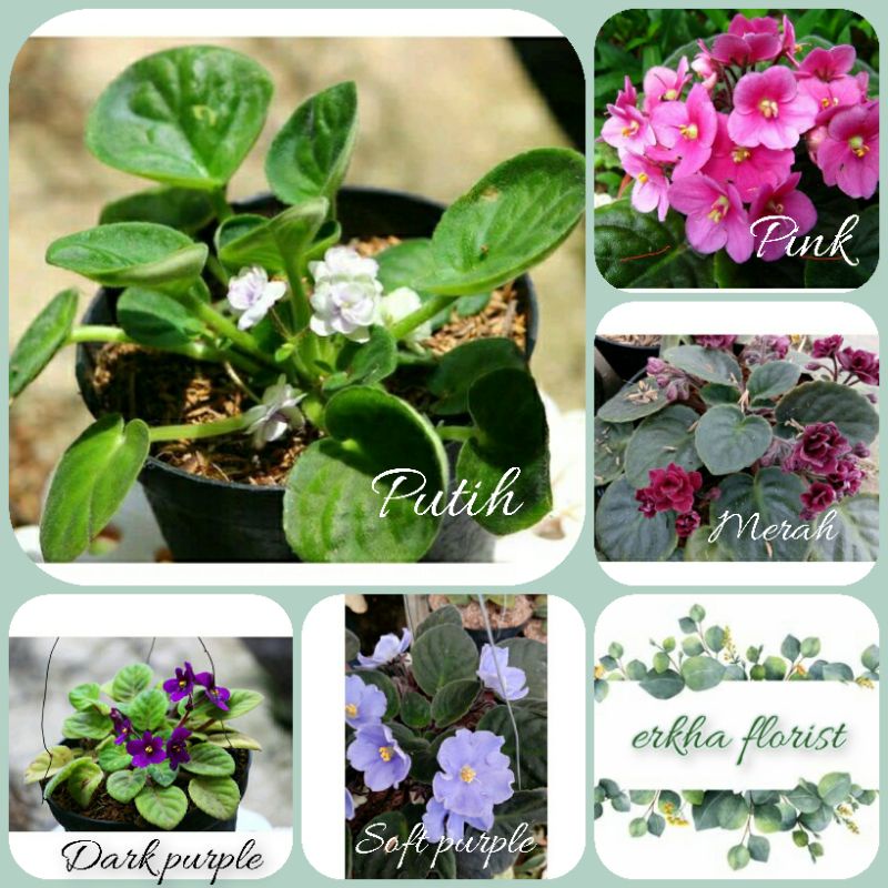 Tanaman gantung african violet / violces