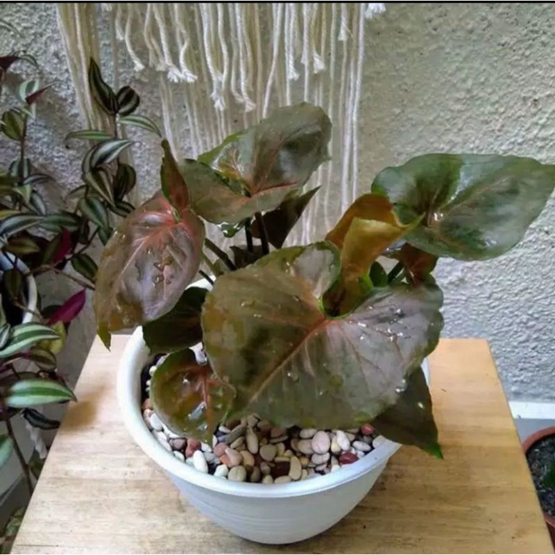 TANAMAN HIAS SINGONIUM MARIA - SINGONIUM MERAH ATI