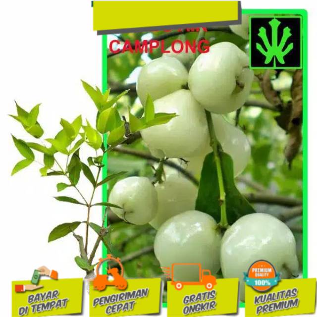 Jambu air putih super