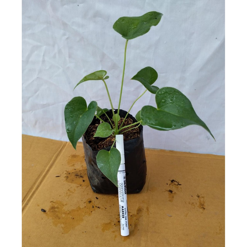 Bibit Anthurium Corong