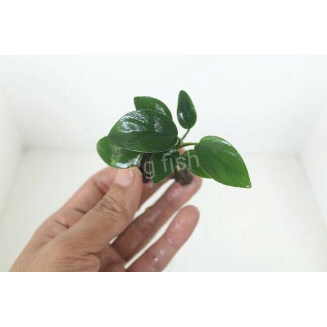 Anubias Nana