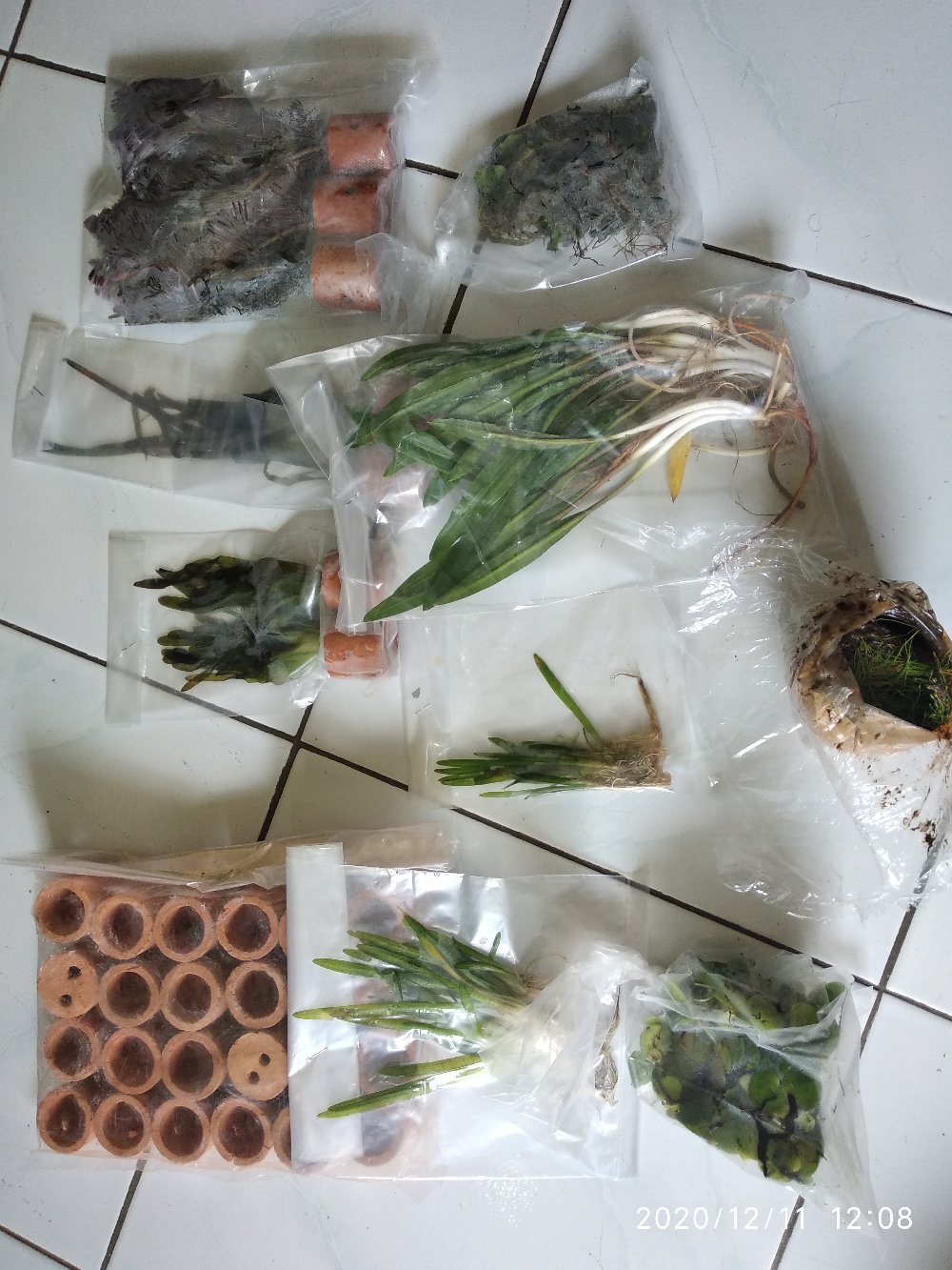 Buce Phalandra Batangan