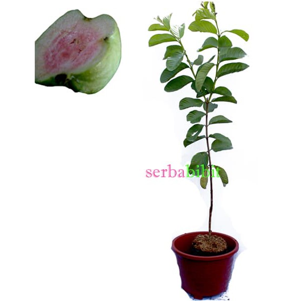 Jambu Kristal Merah