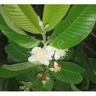 pohon bambu nagin/bambu cina bibit tanaman pohon bambu nagin s@p