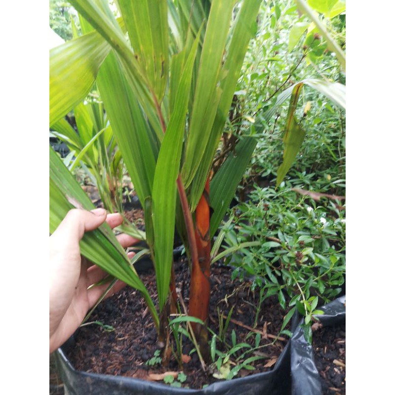 palem merah ori hiasan taman