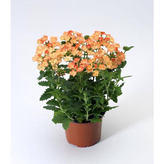 Benih Bibit Biji - Bunga Verbena Hybrida Apricot Flower Seeds - IMPORT