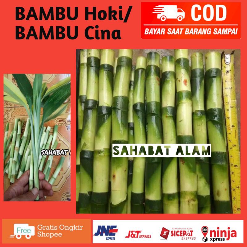 (TERMURAH) BAMBU CINA / BAMBU HOKI ECER