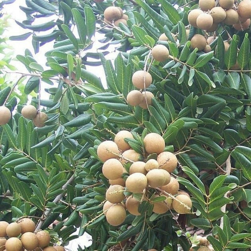 bibit kelengkeng pingpong okulasi super