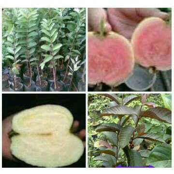 Paket 3 Bibit Jambu Australia, Sukun Putih dan Sukun Merah