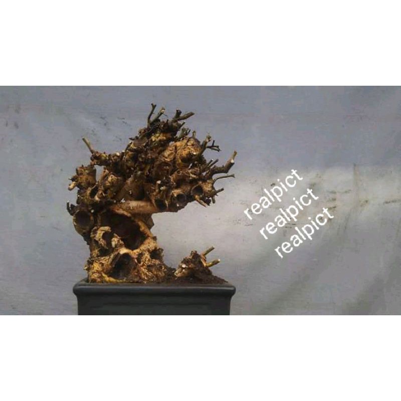 bonsai streblus asper /lingnan penjing