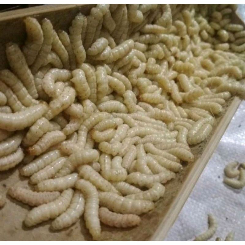 ulat bambu umpan pancing - pakan burung - cangkilung