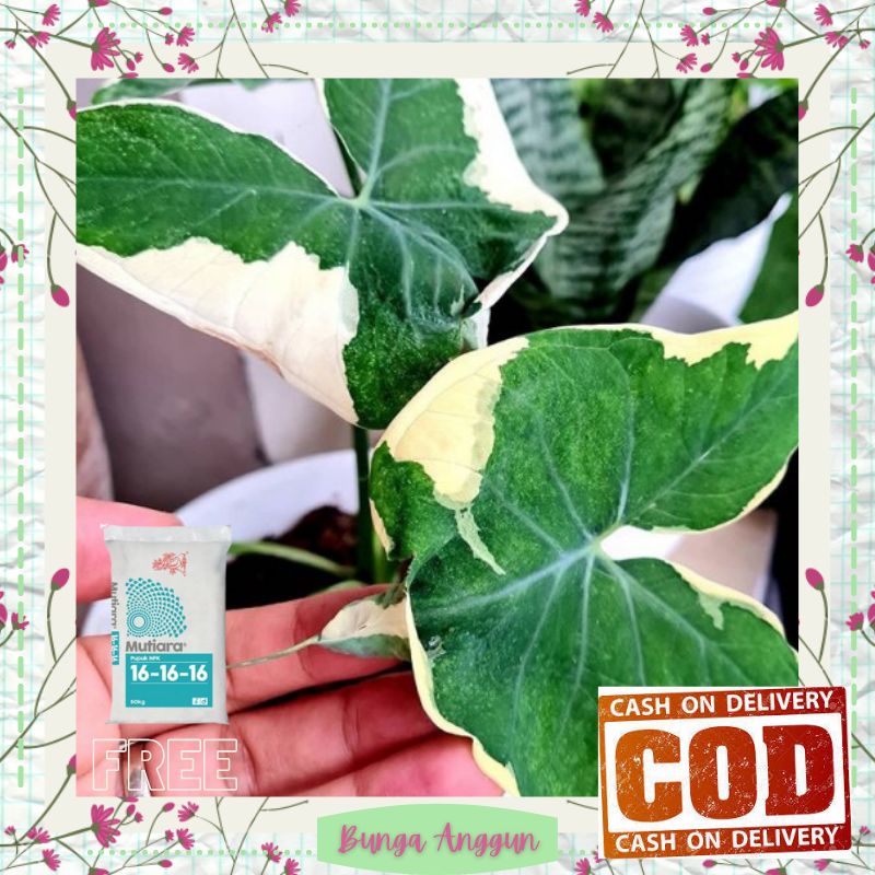 Tanaman Bibit Bunga Kembang Keladi Hias Tikus Asli Hidup Dekorasi Hiasan Taman