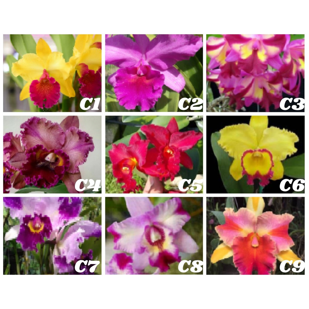 Anggrek Cattleya Seedling Bunga Besar