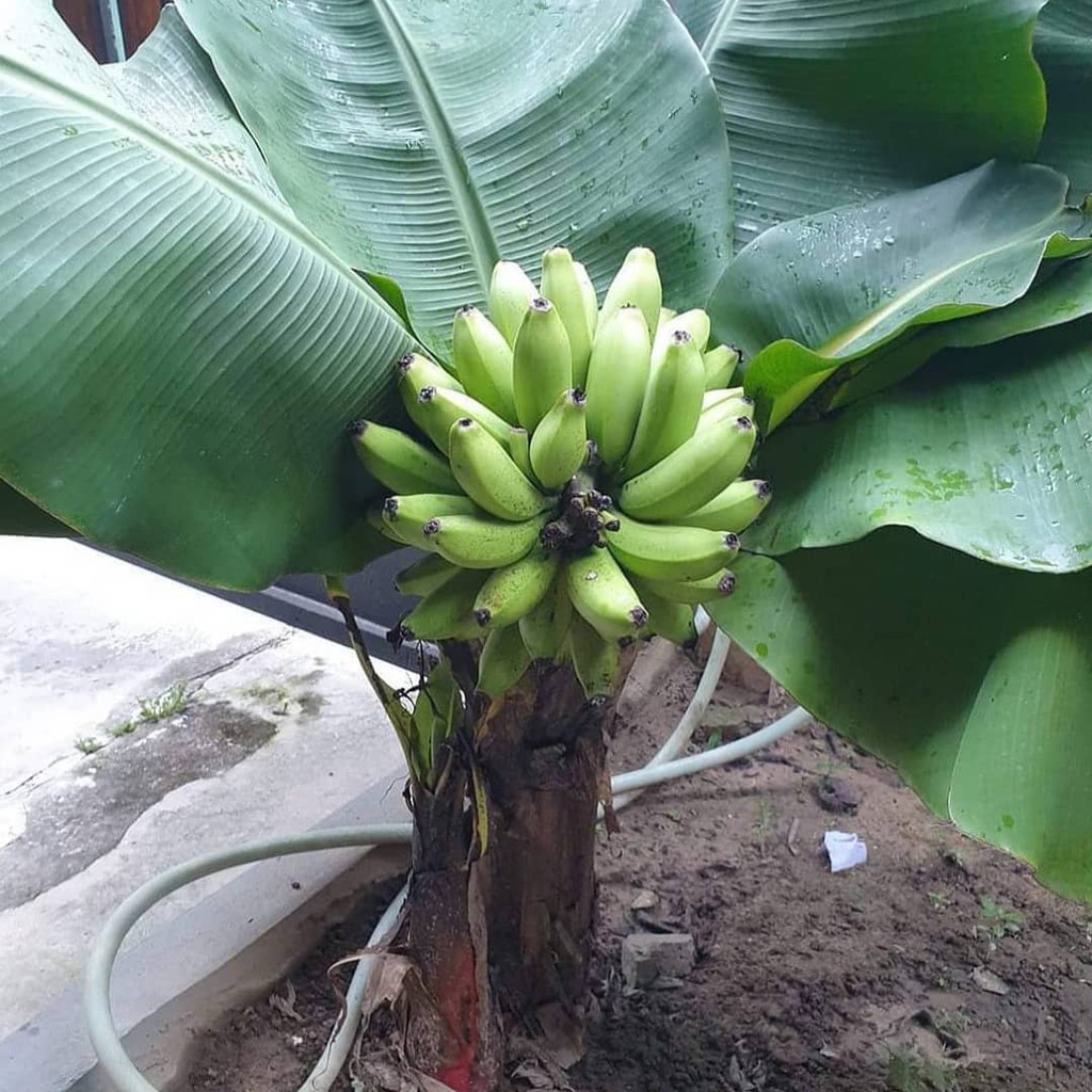 (1Kg Muat 3)-Bibit Tanaman Pisang Cavendish Dwarf Banana -Pendek Berbuah-Kultur Jaringan-Bisa di Pot