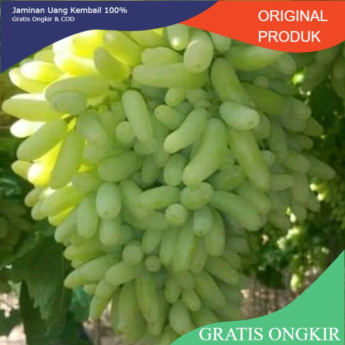 Anggur Import SUPER SONAKA (Ningrat) (hasil grafting) cepat berbuah