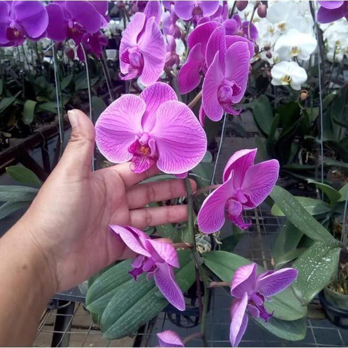 Tanaman Anggrek Bulan Dewasa Sudah Berbunga Warna Ungu