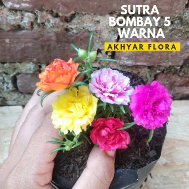 Tanaman Hias Portulaca Sutra Bombay 5 Warna Bunga Tumpuk Kembang