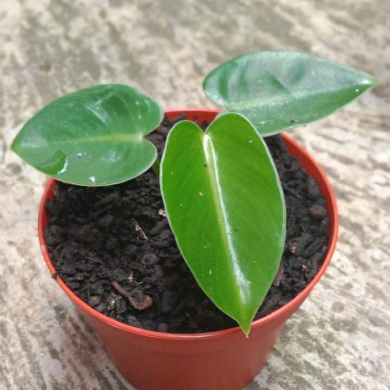 thaumatophyllum corcovanda