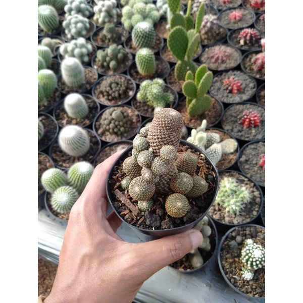 Kaktus rebutia cluster ownroot