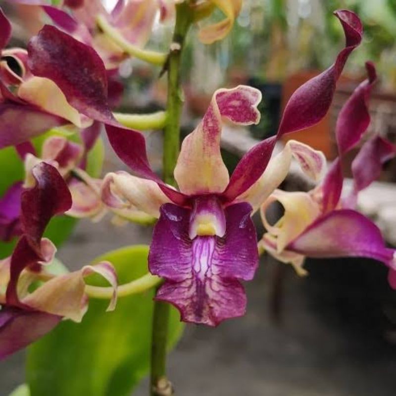 keki anggrek Dendrobium oriyen