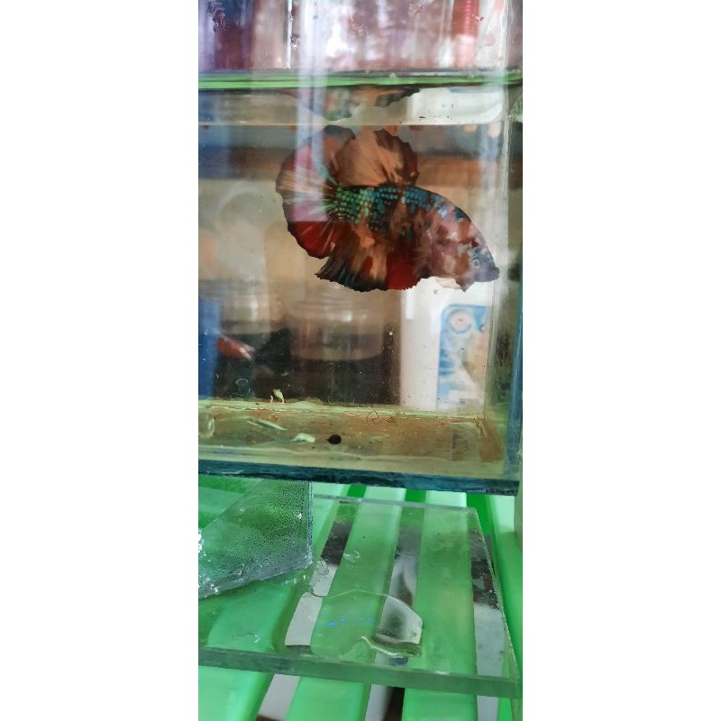 Cupang nemo Giant BO6,5cm