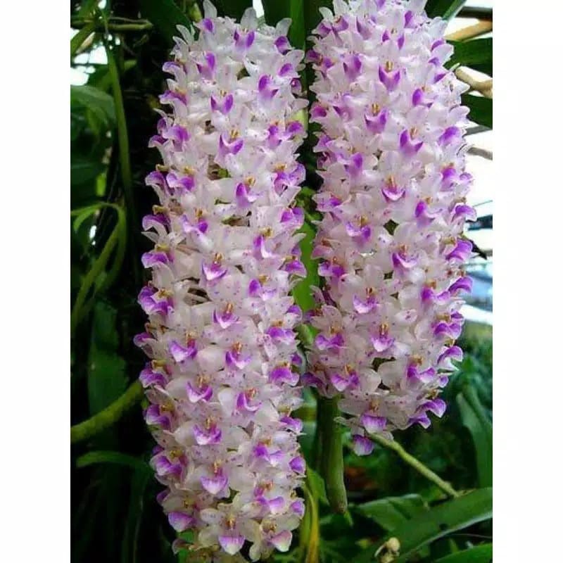 Anggrek rhyconstilis retusa/ anggrek ekor tupai dewasa Spike