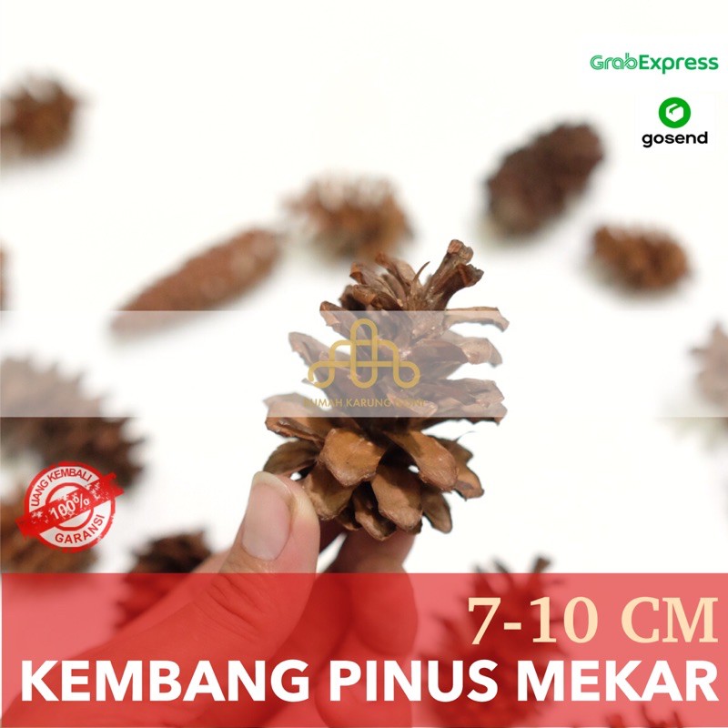 Kembang Bunga Pinus Kering Buah Pinus Hiasan Pohon Natal Kembang Bunga Pinus Kering Buah Pinus Hiasan Pohon Natal