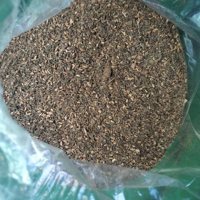 Bibit Tanaman 50 Gr Biji Benih Kayu Pohon Jabon Merah Karumama