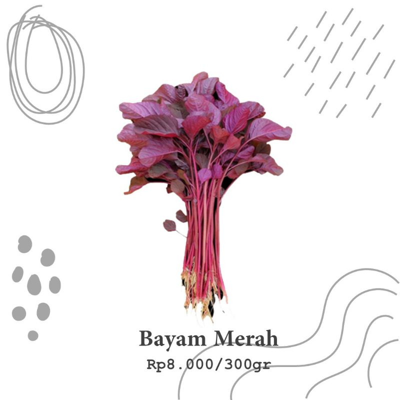 

Bayam Merah Hidro