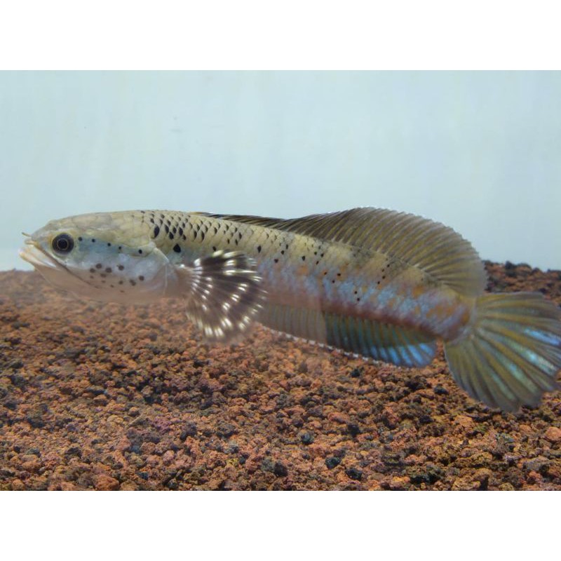 

channa blue pulchra
