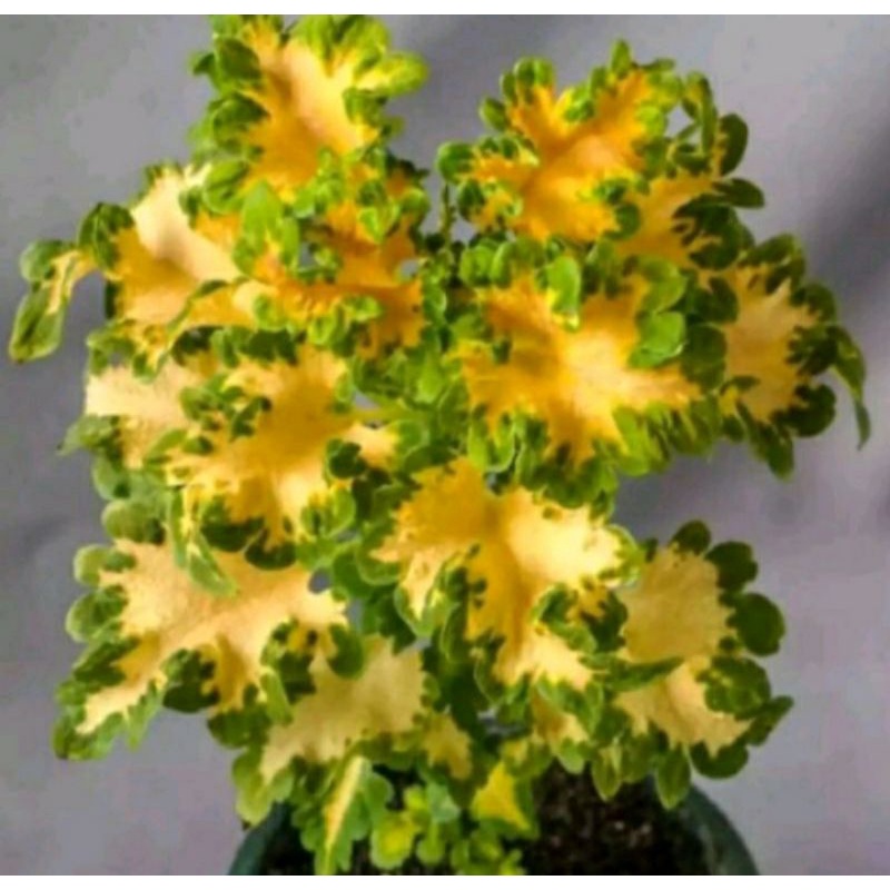 tanaman hias miana ekor naga kuning super premium