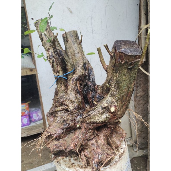 bahan bonsai dongkelan Sigar jalak berkarakter jumbo
