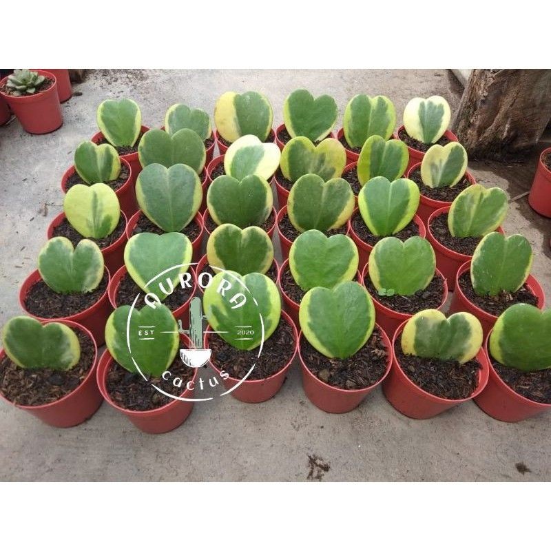 KAKTUS SKULEN  love Hoya variegatta