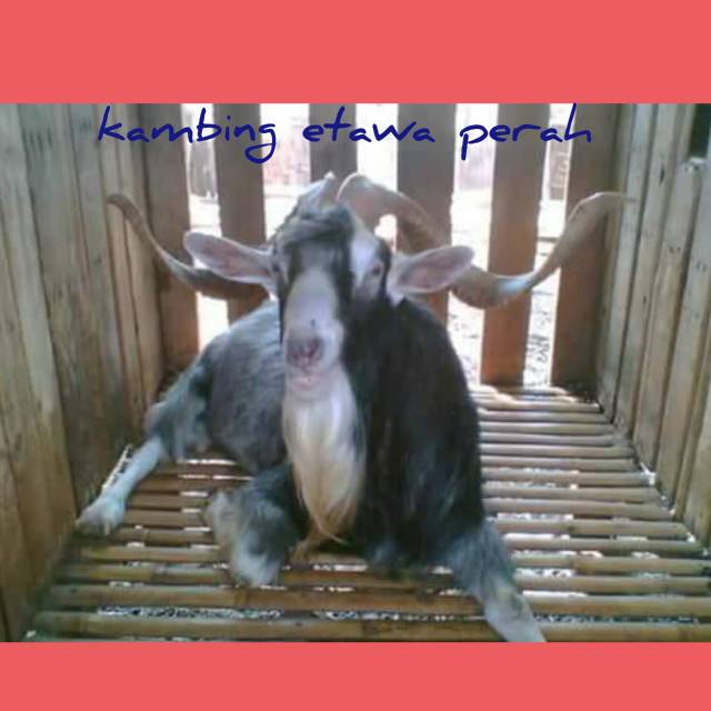 

Susu kbing etawa fress a