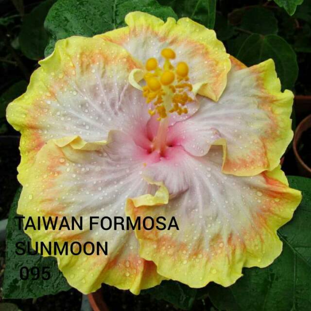 Bunga kembang sepatu langka/ rare hibiscus Taiwan Formosa Sunmoon