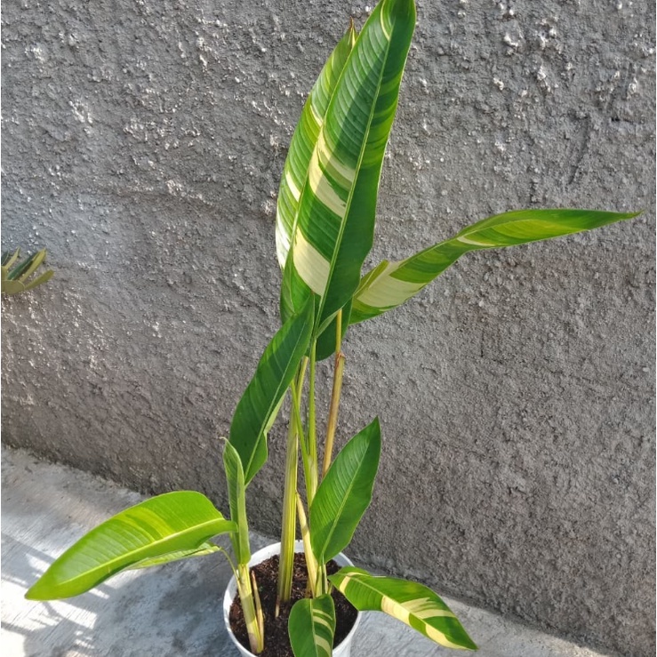 Tanaman Hias Heliconia Varigata Asli / Pisang Pisang an Varigata Cantik Banget..