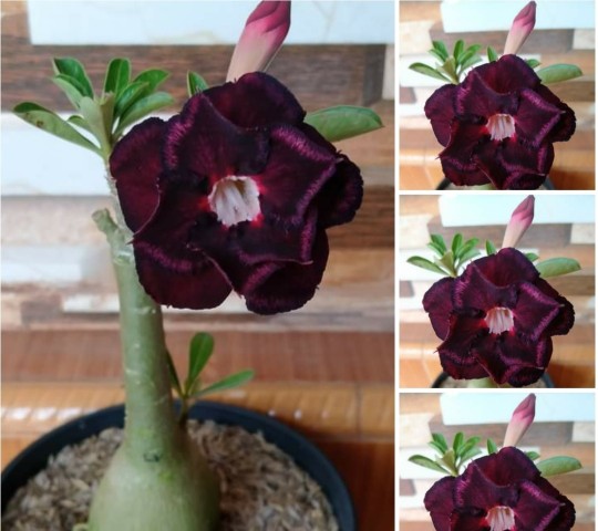 Adenium Grafting royan Empress