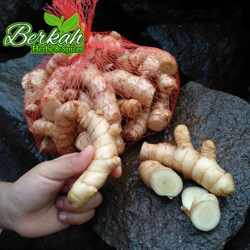 

Temu Putih Segar 1kg / Temu Putih asli