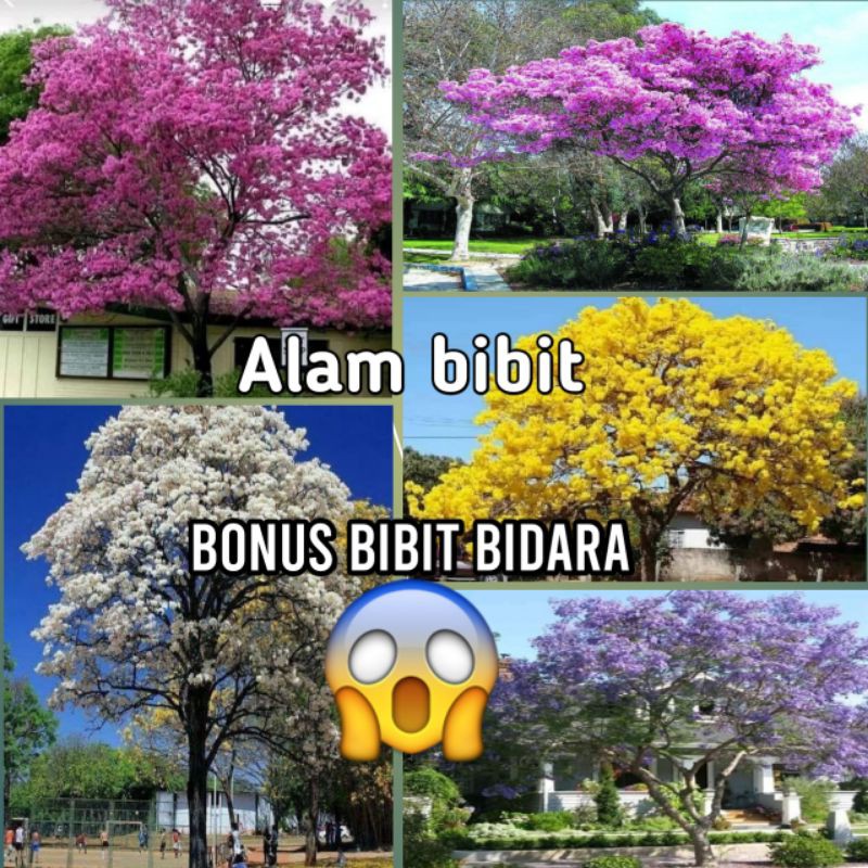 1 paket 5 Bibit bunga sakura tabebuya 5 warna