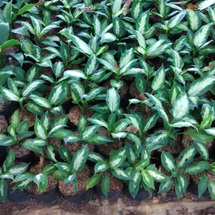 tanaman hias pohon blanceng susu - belanceng susu - aglonema ( Tanaman hias hidup indoor murah hiasa