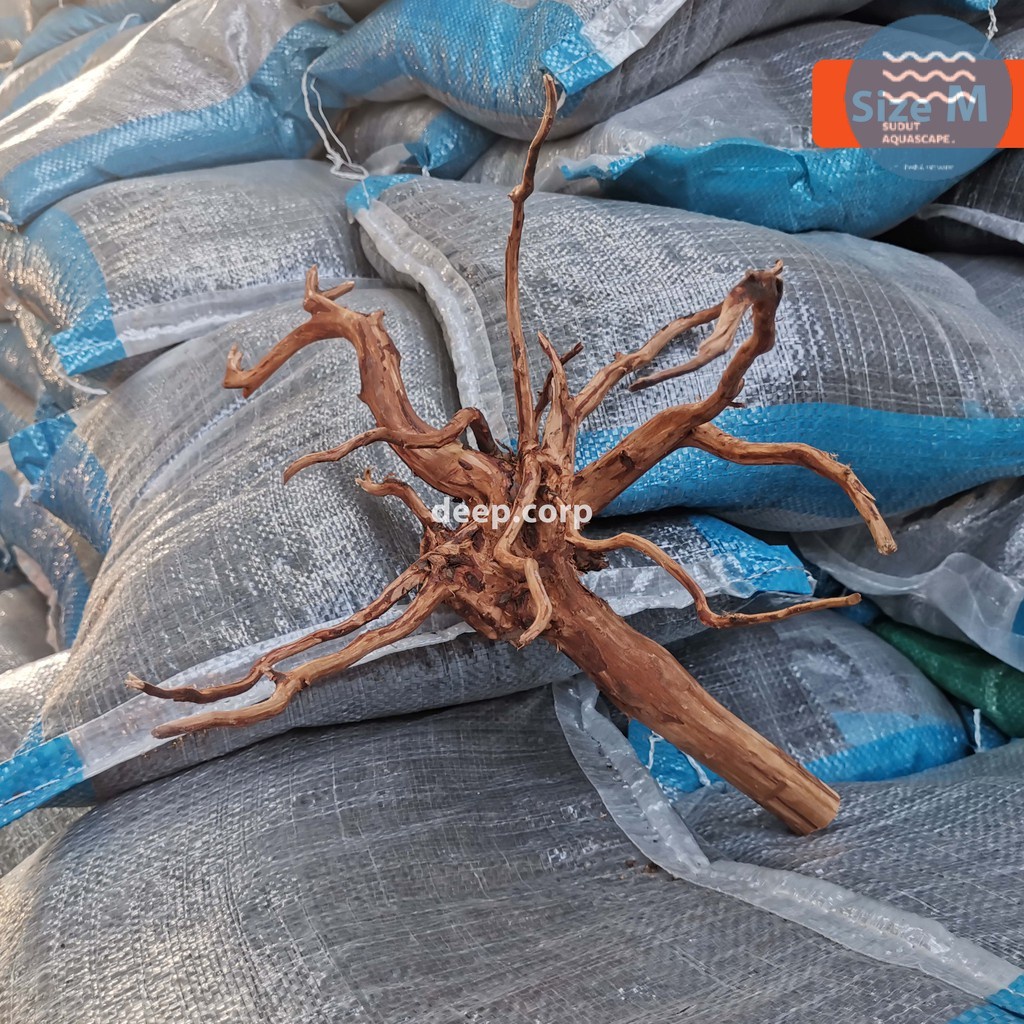 Akar Kayu Rasamala Aquascape - M