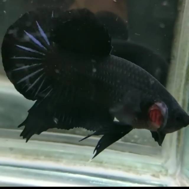 Cupang Super Black No koi galaxy Nemo Avatar Marble plakat