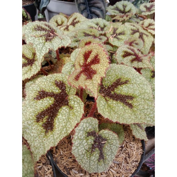 Begonia iron cross