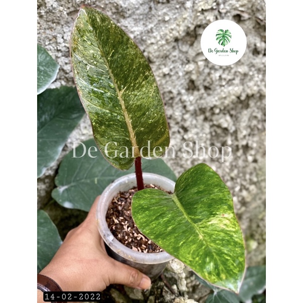 philodendron red congo variegata tanaman (real pict)