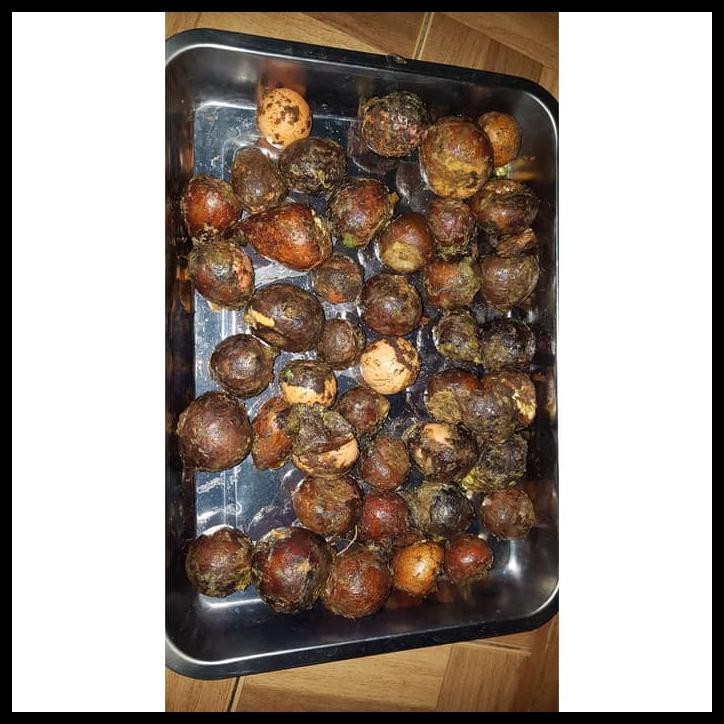 

BIJI ALPUKAT SIAP TANAM