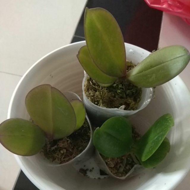 Anggrek Bulan Taiwan Remaja Paket 5pcs