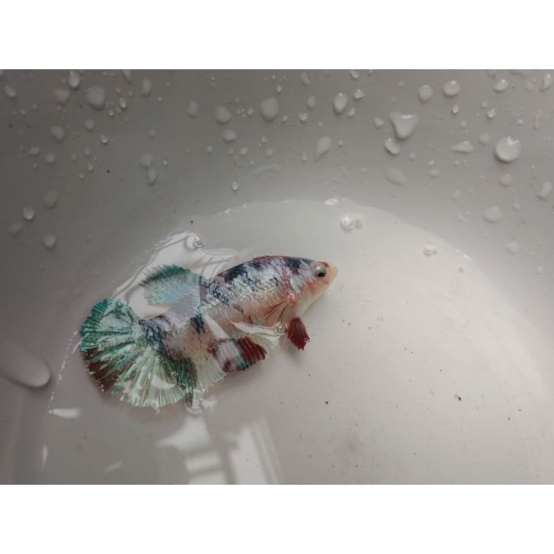 Cupang Betina/Female