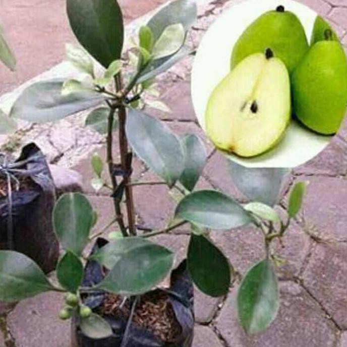 Bibit Tanaman Buah Apel Putska/Apel India..(Sudah Berbuah) Len