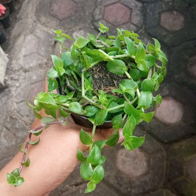 Tradescantia Fluminensis